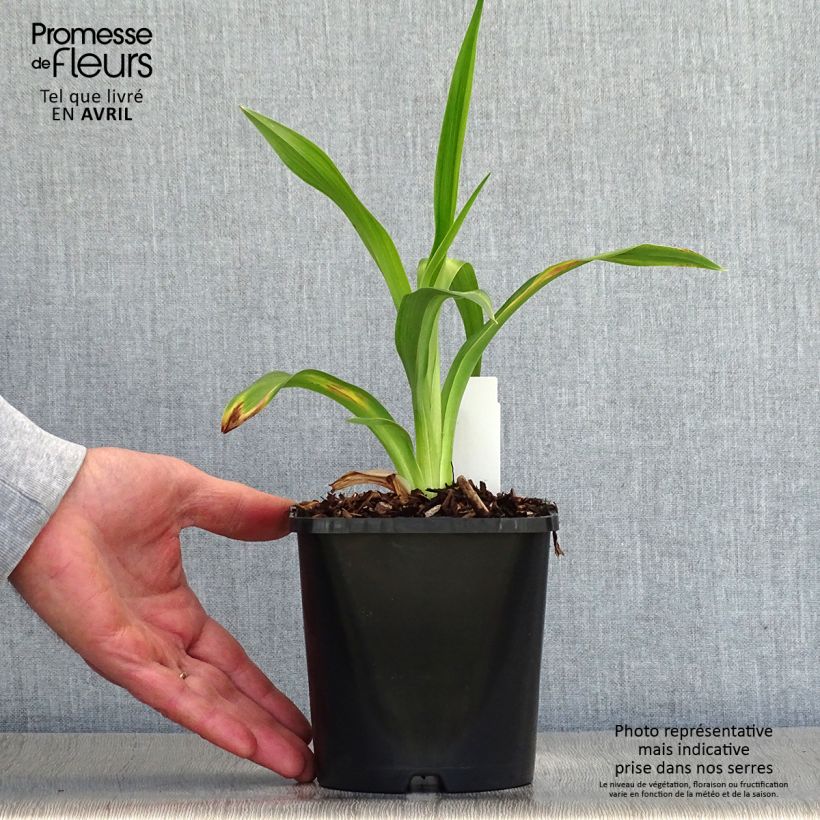 Exemplaar van Hemerocallis Black Stockings - Daglelie Pot van 1 l/1,5 l zoals geleverd in de lente