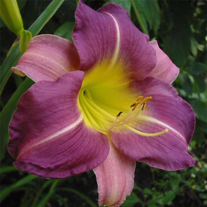 Hemerocallis Blue Sheen - Daglelie (Bloei)