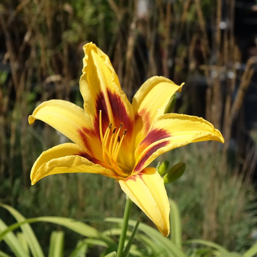Hemerocallis Bonanza - Daglelie (Bloei)
