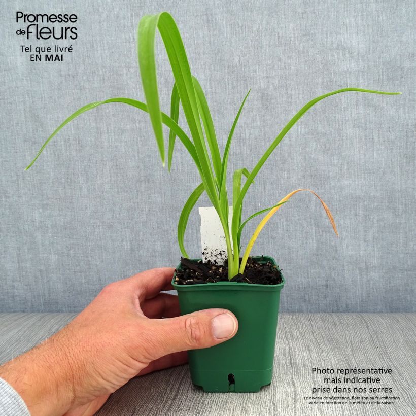 Exemplaar van Hemerocallis Bonanza - Daglelie Kweekpotje van 8/9 cm zoals geleverd in de lente