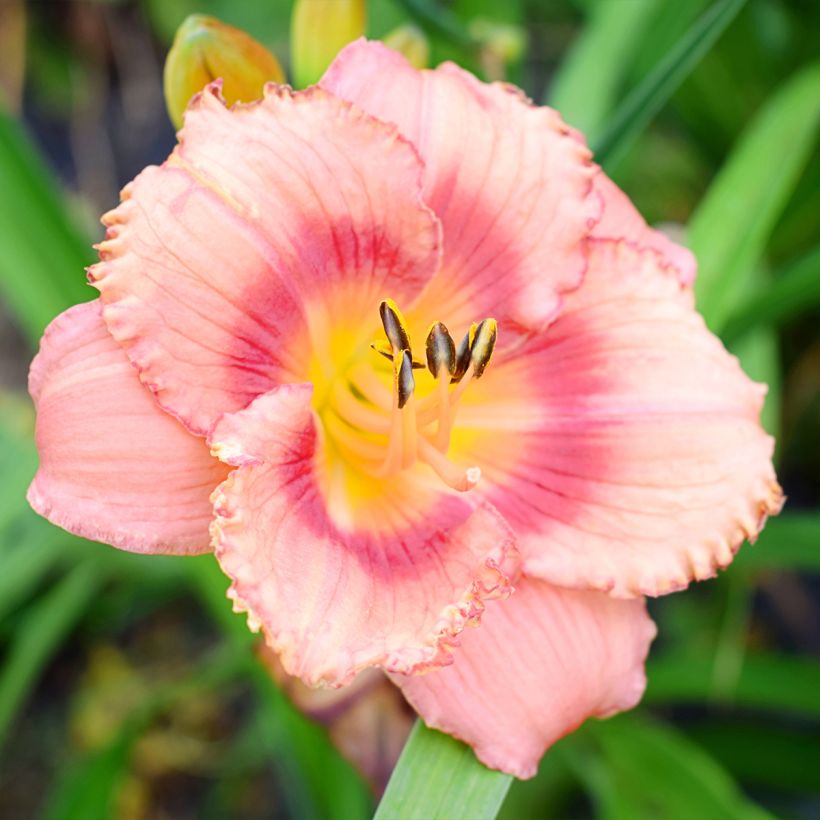 Hemerocallis Broadway Dreamer - Daglelie (Bloei)