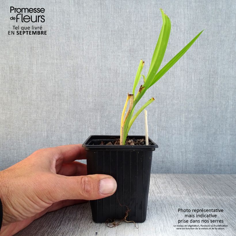 Exemplaar van Hemerocallis Burning Daylight - Daglelie Kweekpotje van 8/9 cm zoals geleverd in de herfst