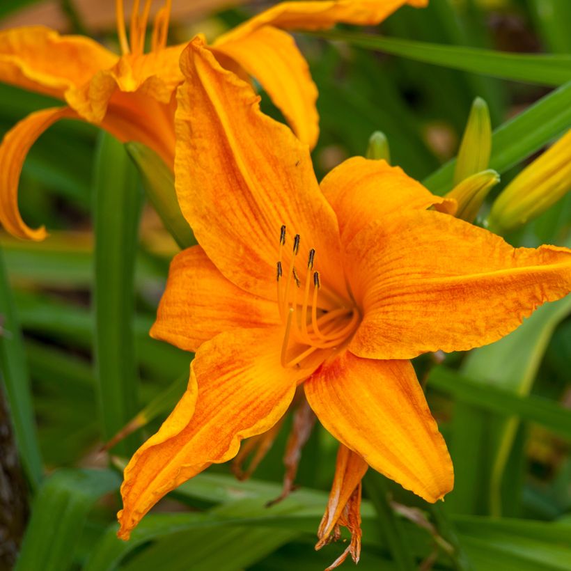 Hemerocallis Burning Daylight - Daglelie (Bloei)