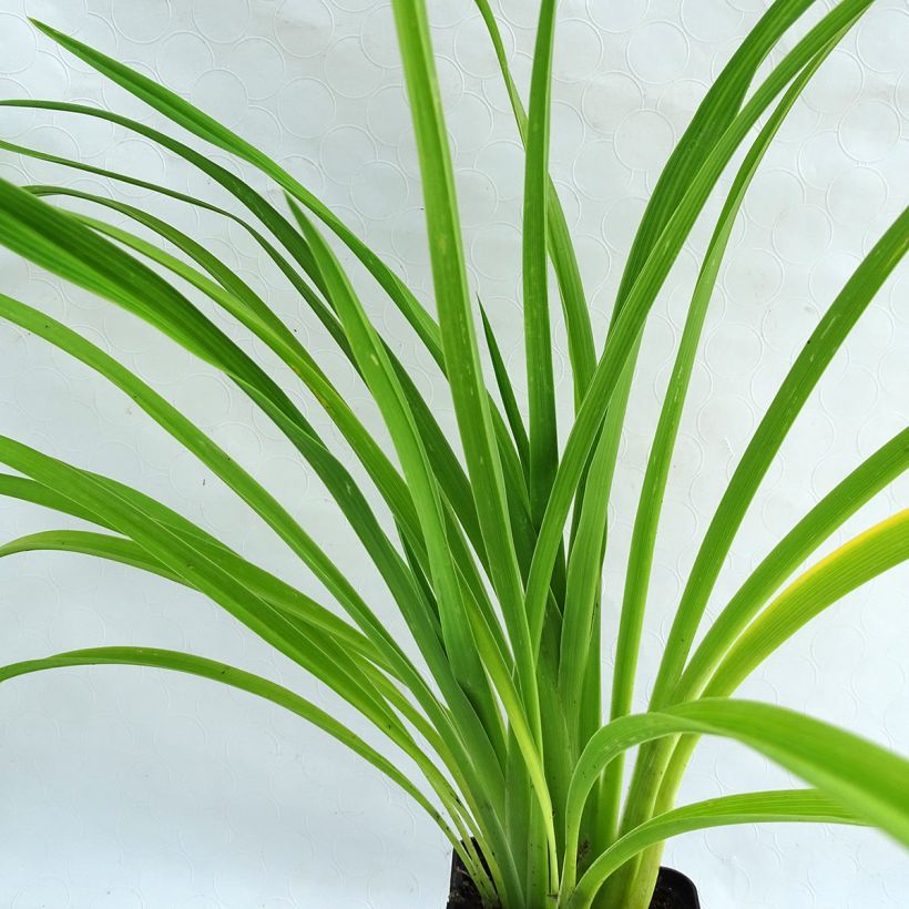 Hemerocallis Burning Daylight - Daglelie (Blad)