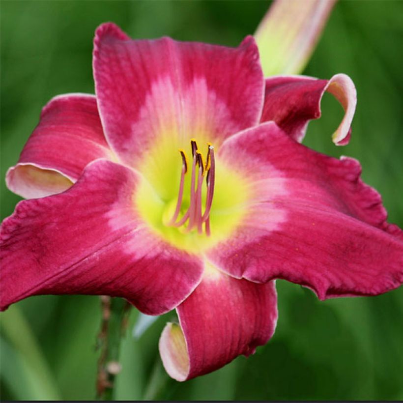 Hemerocallis Cameroons - Daglelie (Bloei)
