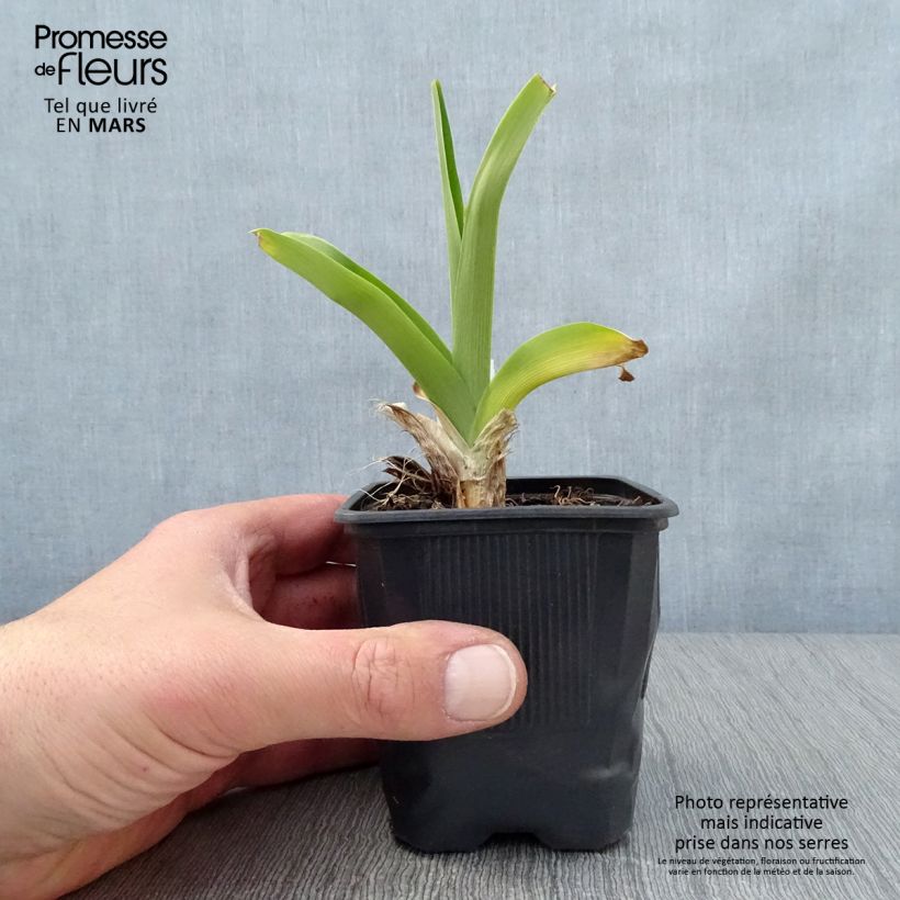 Exemplaar van Hemerocallis Canadian Border Patrol - Daglelie Kweekpotje van 8/9 cm zoals geleverd in de lente