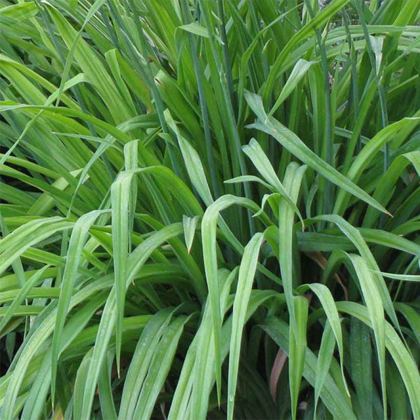 Hemerocallis Carnival Flair - Daglelie (Blad)