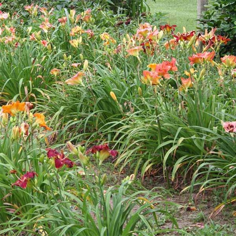 Hemerocallis Carnival Flair - Daglelie (Groeiplaats)