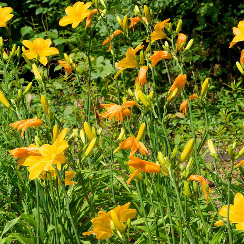 Hemerocallis Cartwheels - Daglelie (Groeiplaats)