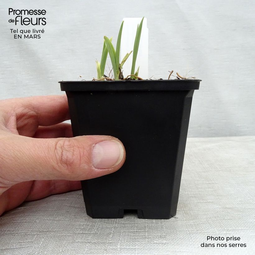 Exemplaar van Hemerocallis Catherine Woodbury - Daglelie Kweekpotje van 8/9 cm zoals geleverd in de lente