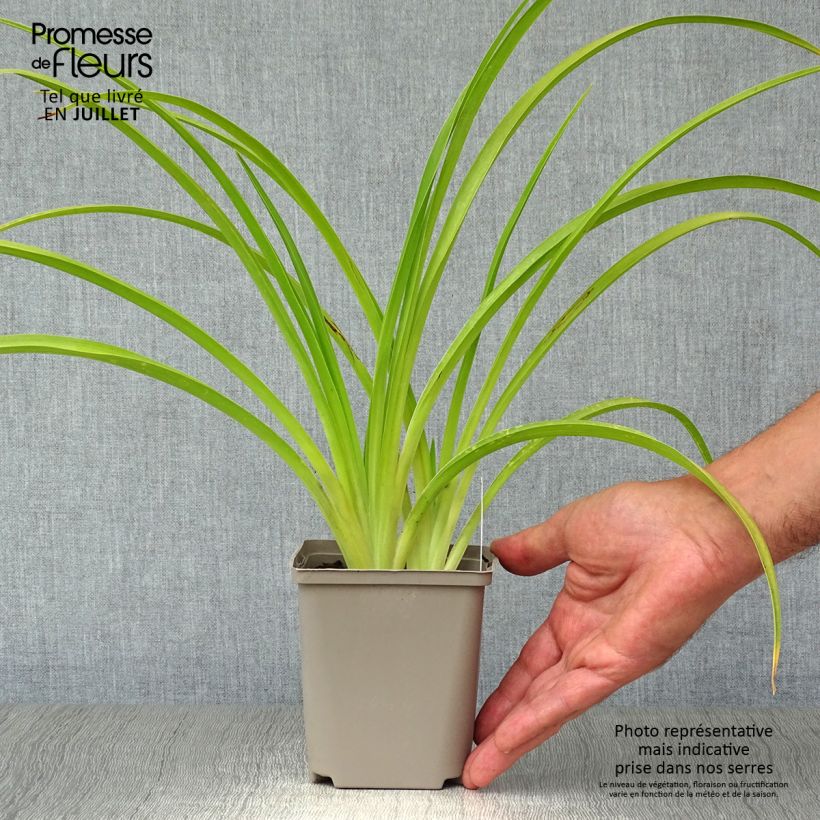 Exemplaar van Hemerocallis Catherine Woodbury - Daglelie Kweekpotje van 8/9 cm zoals geleverd in de zomer