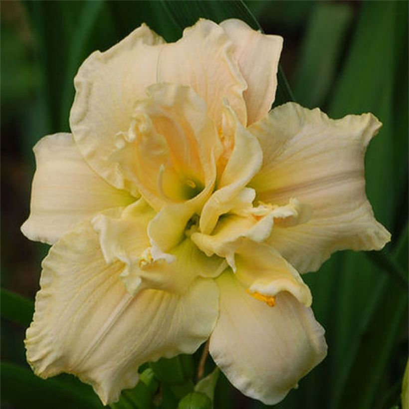 Hemerocallis Chardonnay - Daglelie (Bloei)