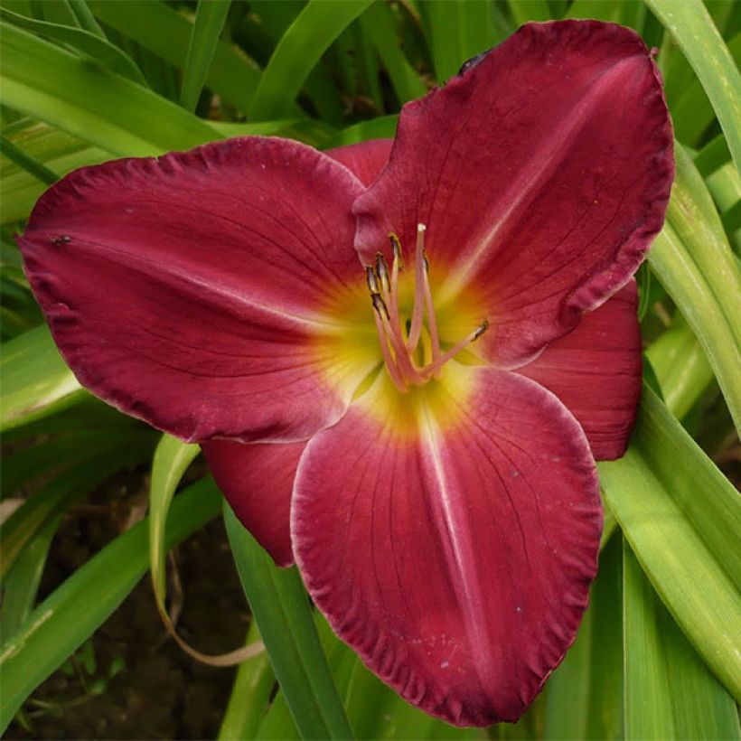 Hemerocallis Charles Johnson - Daglelie (Bloei)