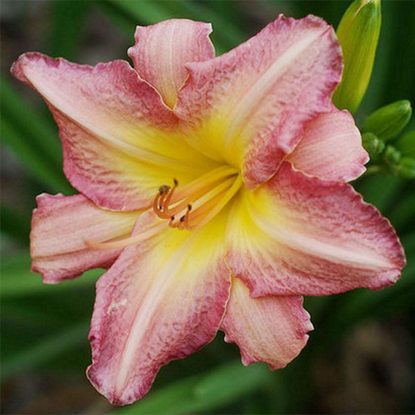 Hemerocallis Chicago Candy Cane - Daglelie (Bloei)