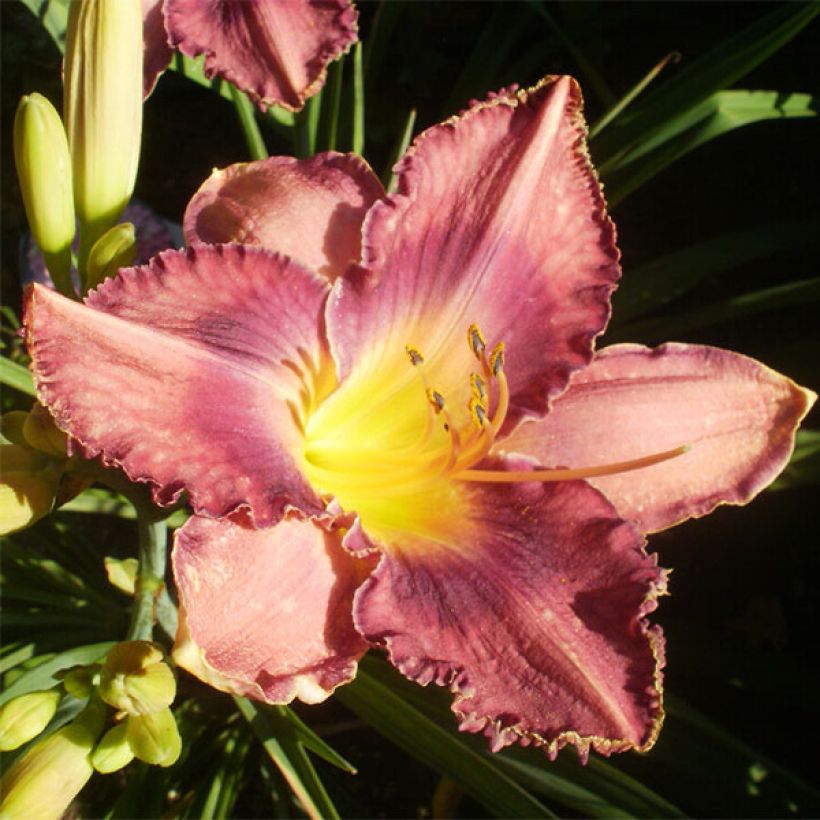Hemerocallis Chicago Knobby - Daglelie (Bloei)