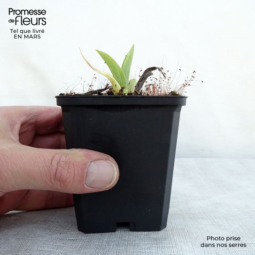 Exemplaar van Hemerocallis Chicago Sunrise - Daglelie Kweekpotje van 8/9 cm zoals geleverd in de lente