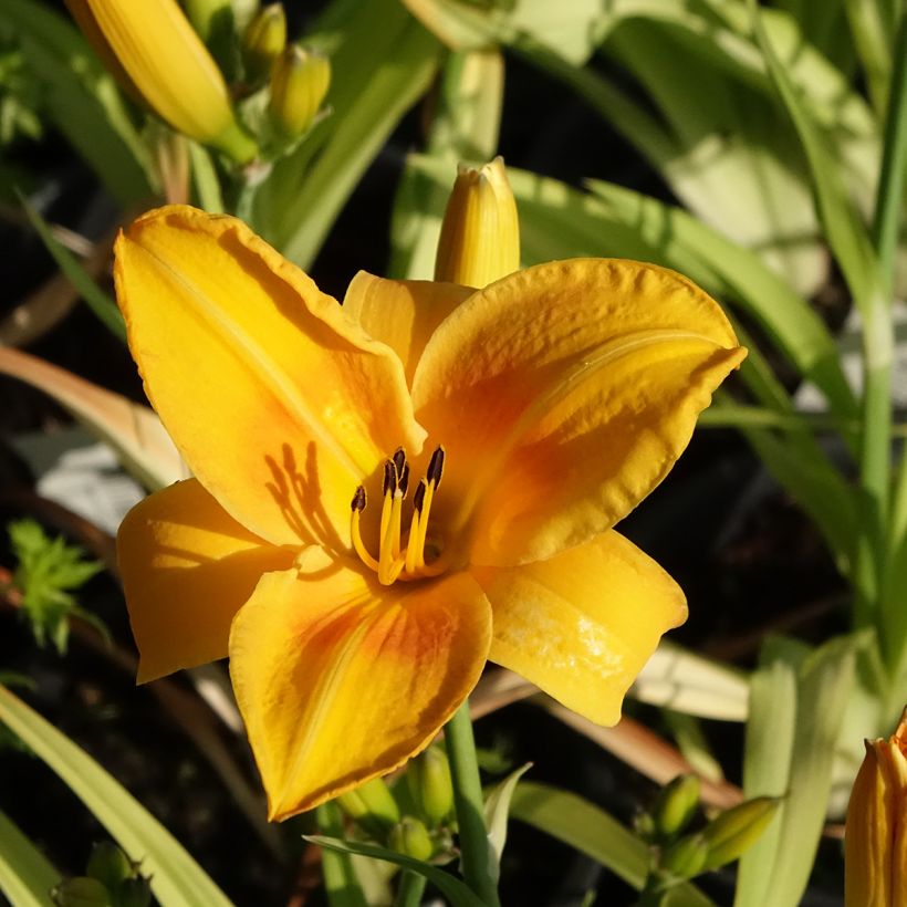 Hemerocallis Chicago Sunrise - Daglelie (Bloei)