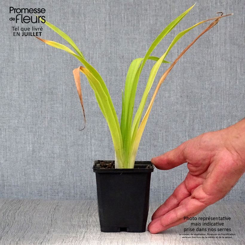Exemplaar van Hemerocallis Chicago Sunrise - Daglelie Kweekpotje van 8/9 cm zoals geleverd in de zomer