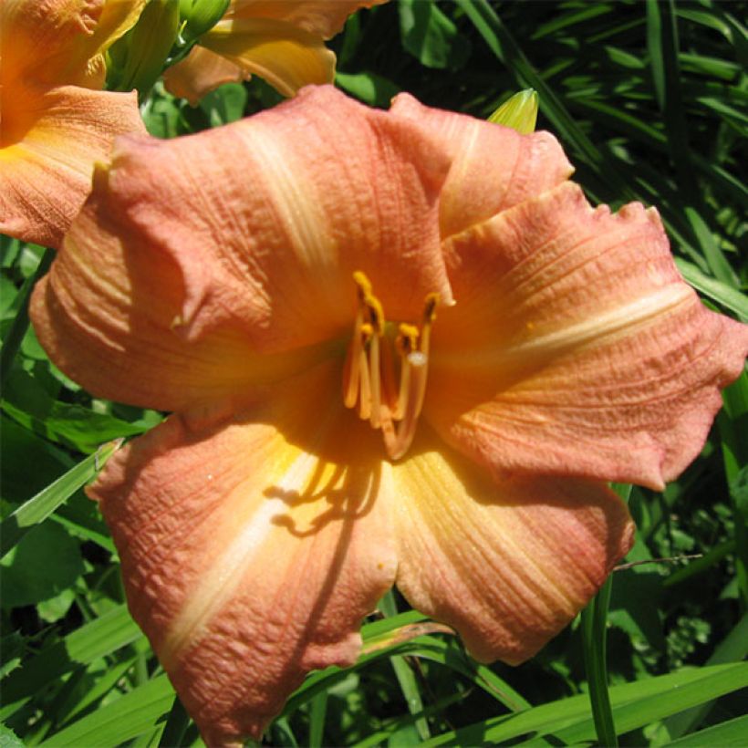 Hemerocallis Childrens Festival - Daglelie (Bloei)
