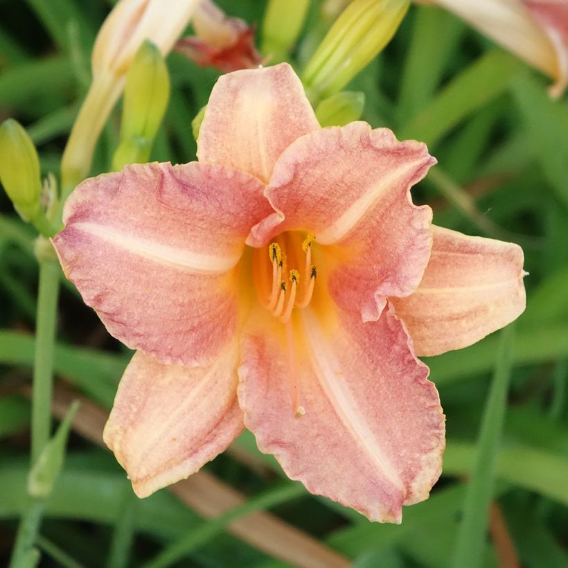 Hemerocallis Childrens Festival - Daglelie (Bloei)