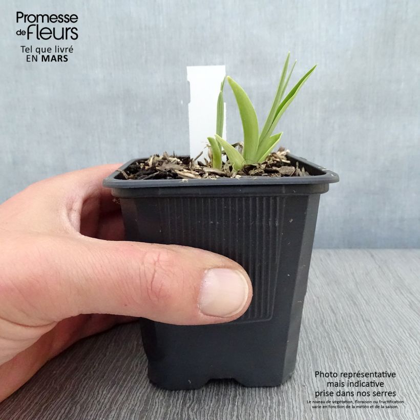 Exemplaar van Hemerocallis Childrens Festival - Daglelie Kweekpotje van 8/9 cm zoals geleverd in de lente