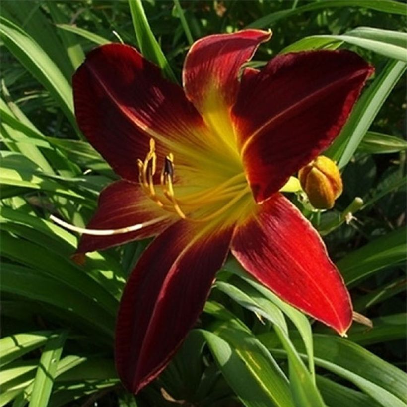 Hemerocallis Chipper Cherry - Daglelie (Bloei)