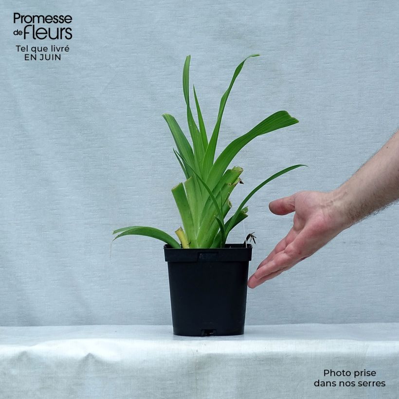 Exemplaar van Hemerocallis Chocolate Candy - Daglelie Pot van 2 l/3 l zoals geleverd in de zomer