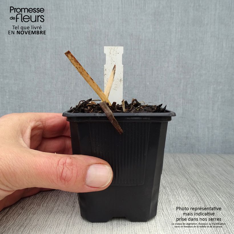 Exemplaar van Hemerocallis Chocolate Candy - Daglelie Kweekpotje van 8/9 cm zoals geleverd in de herfst