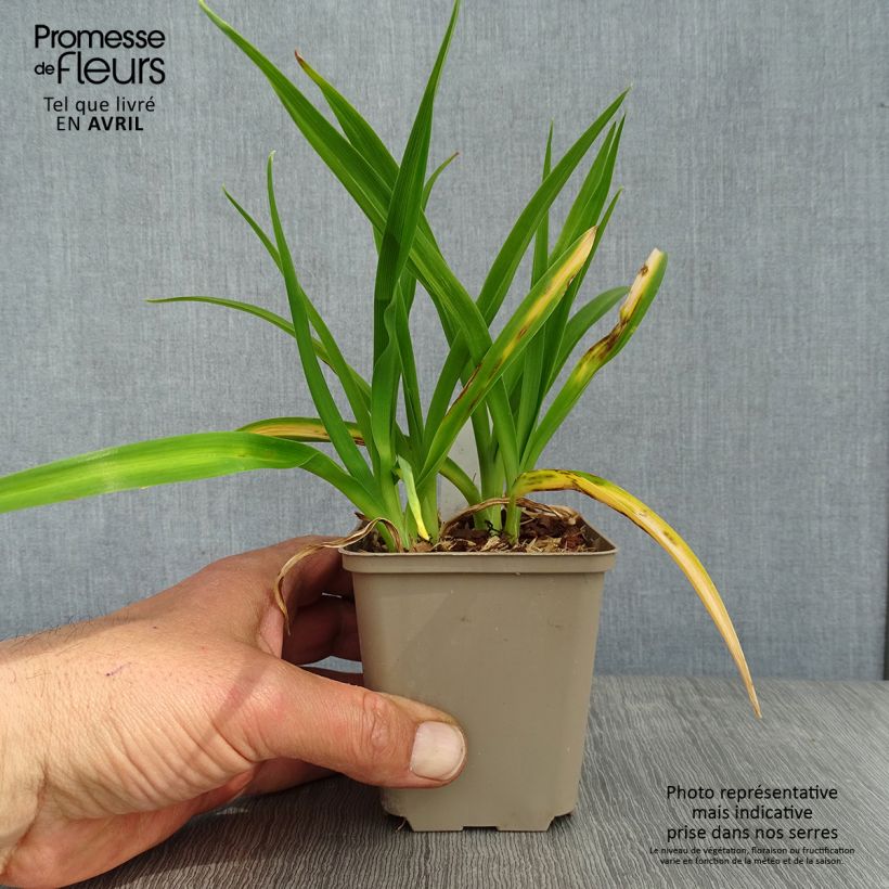 Exemplaar van Hemerocallis Chocolate Candy - Daglelie Kweekpotje van 8/9 cm zoals geleverd in de lente