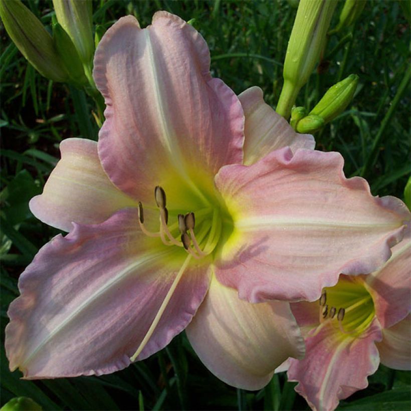 Hemerocallis Chosen Love - Daglelie (Bloei)