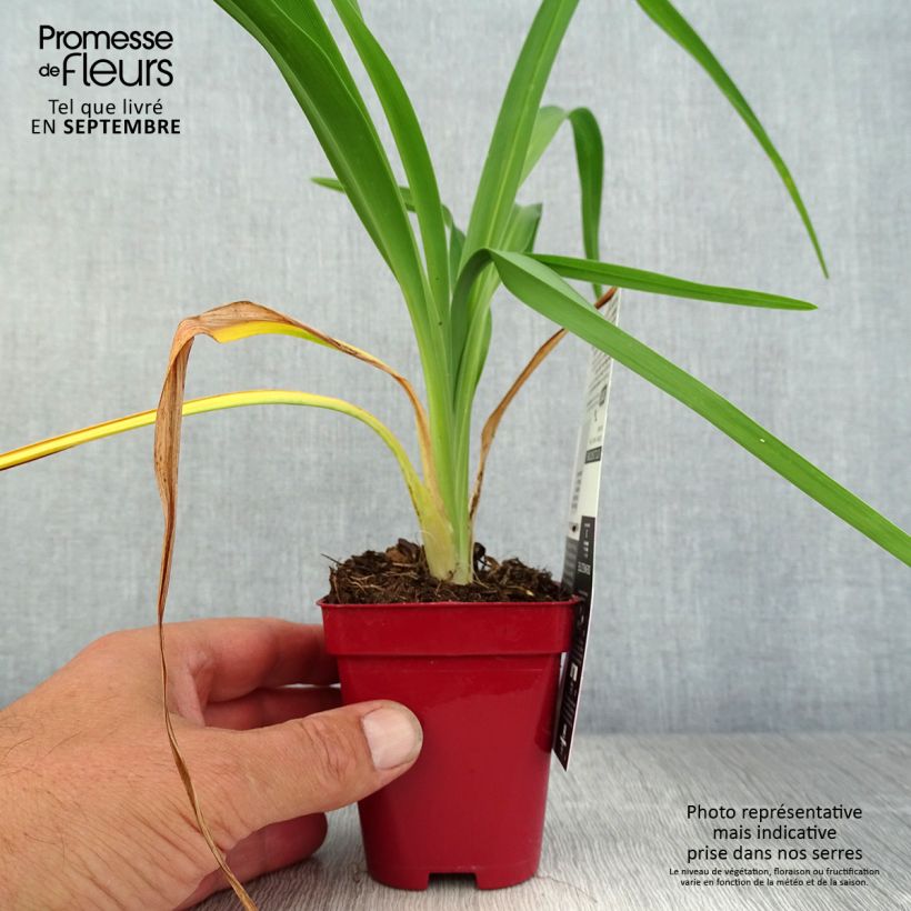 Exemplaar van Hemerocallis Chosen Love - Daglelie Kweekpotje van 8/9 cm zoals geleverd in de herfst
