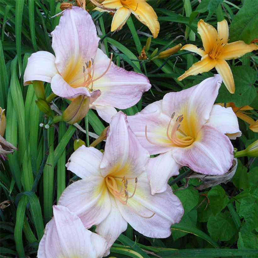 Hemerocallis Cloverdale - Daglelie (Bloei)