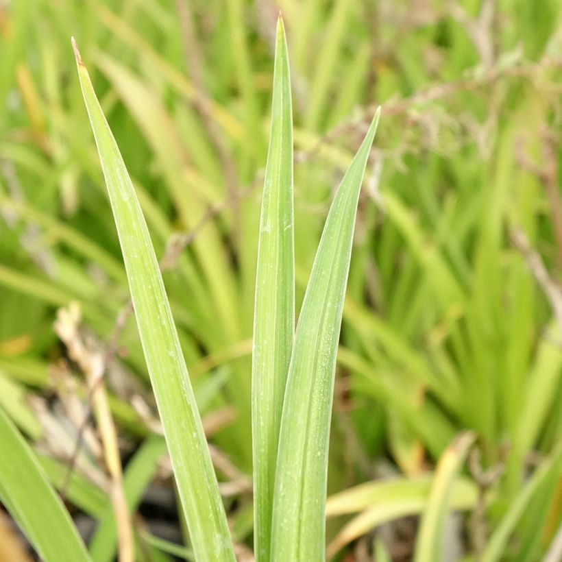 Hemerocallis Condilla - Daglelie (Blad)