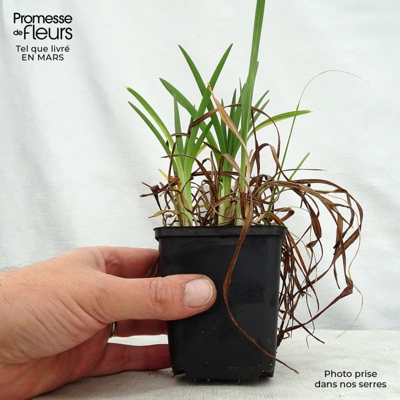 Exemplaar van Hemerocallis Cosmopolitan - Daglelie Kweekpotje van 8/9 cm zoals geleverd in de lente