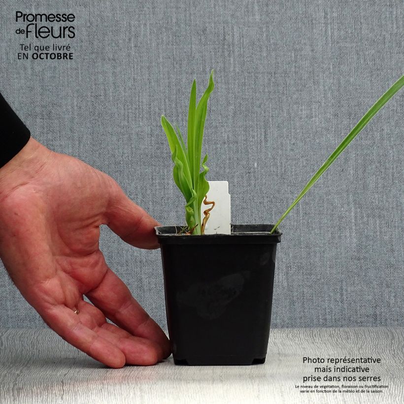Exemplaar van Hemerocallis Cosmopolitan - Daglelie Kweekpotje van 8/9 cm zoals geleverd in de herfst