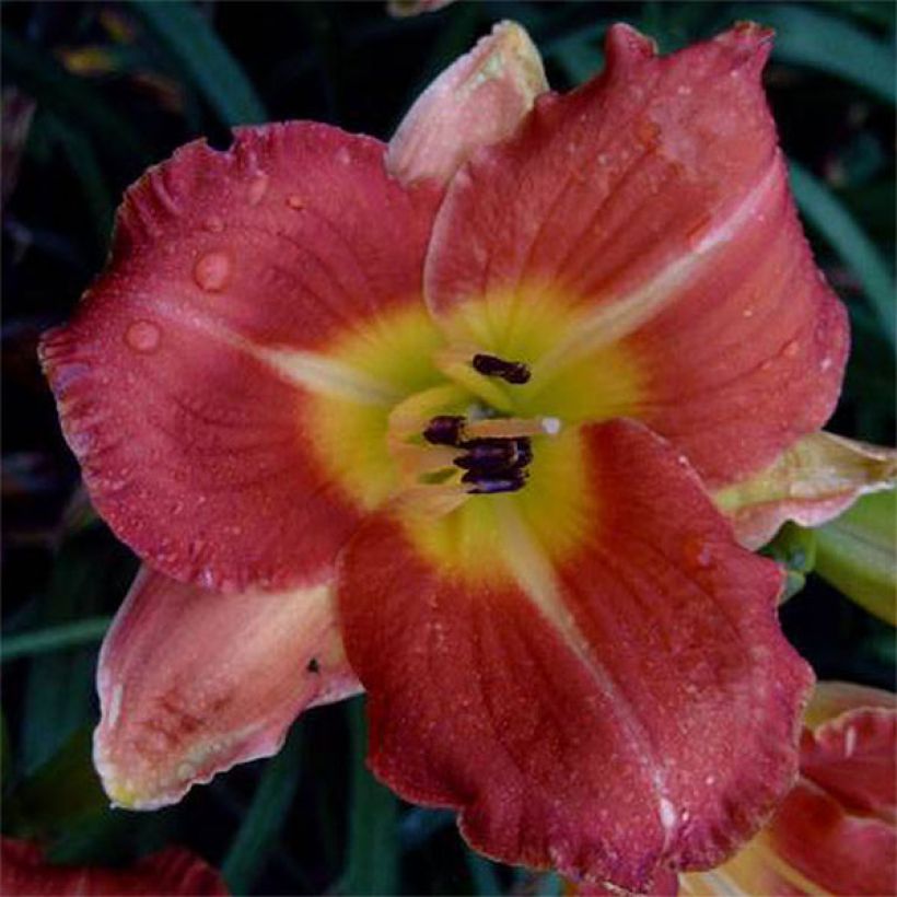 Hemerocallis Crackling Rosie - Daglelie (Bloei)