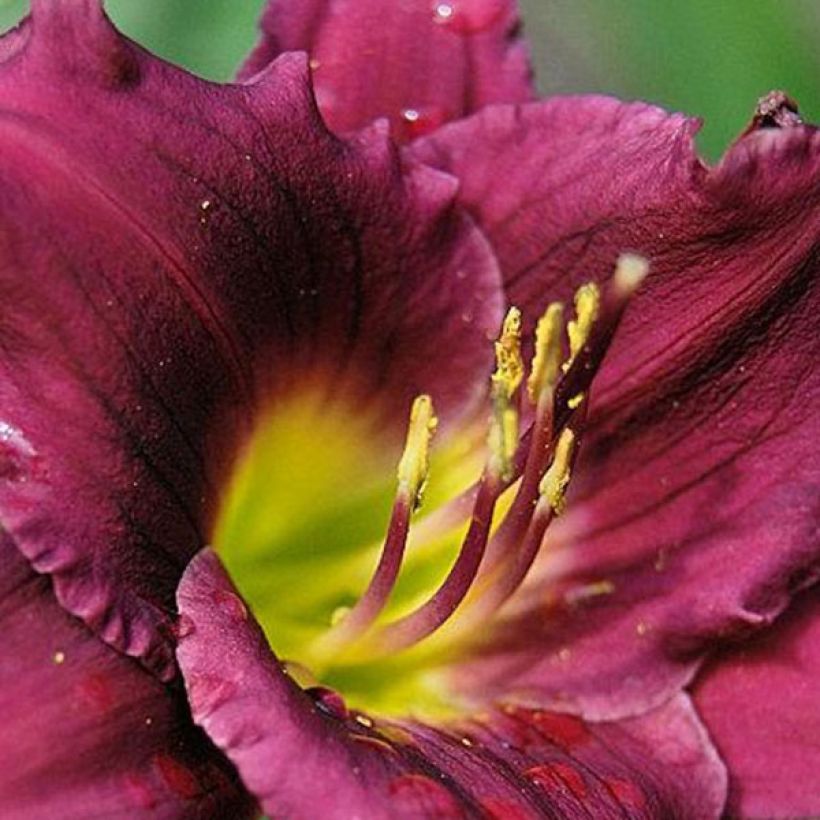 Hemerocallis Cawley Crown - Daglelie (Bloei)