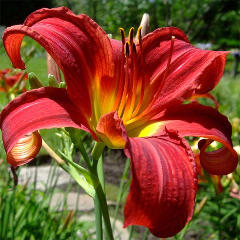 Hemerocallis Crimson Glory - Daglelie (Bloei)