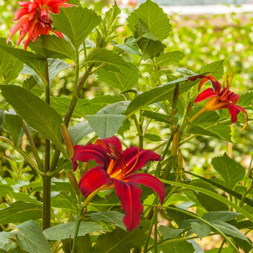 Hemerocallis Crimson Pirate - Daglelie (Groeiplaats)
