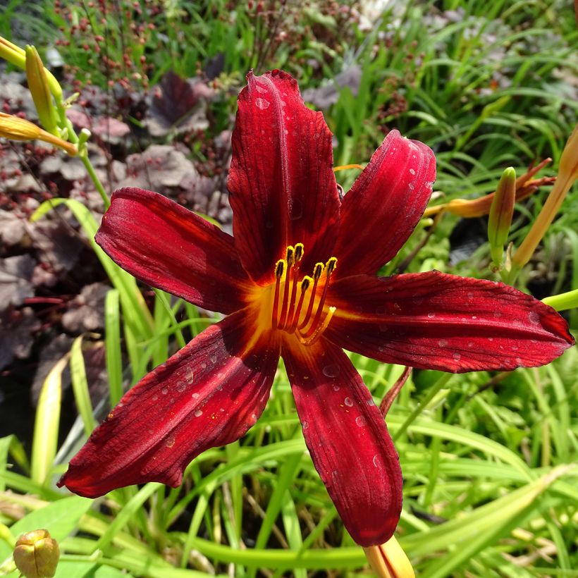 Hemerocallis Crimson Pirate - Daglelie (Bloei)