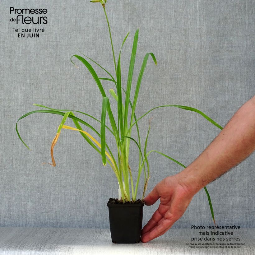 Exemplaar van Hemerocallis Crimson Pirate - Daglelie Kweekpotje van 8/9 cm zoals geleverd in de zomer