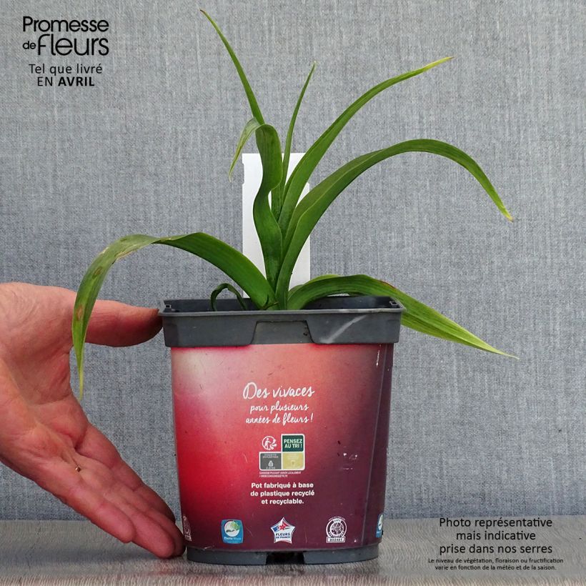 Exemplaar van Hemerocallis Crimson Pirate - Daglelie Pot van 2 l/3 l zoals geleverd in de lente