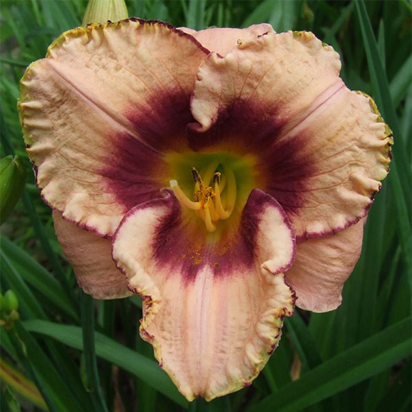 Hemerocallis Daring Dilemma - Daglelie (Bloei)