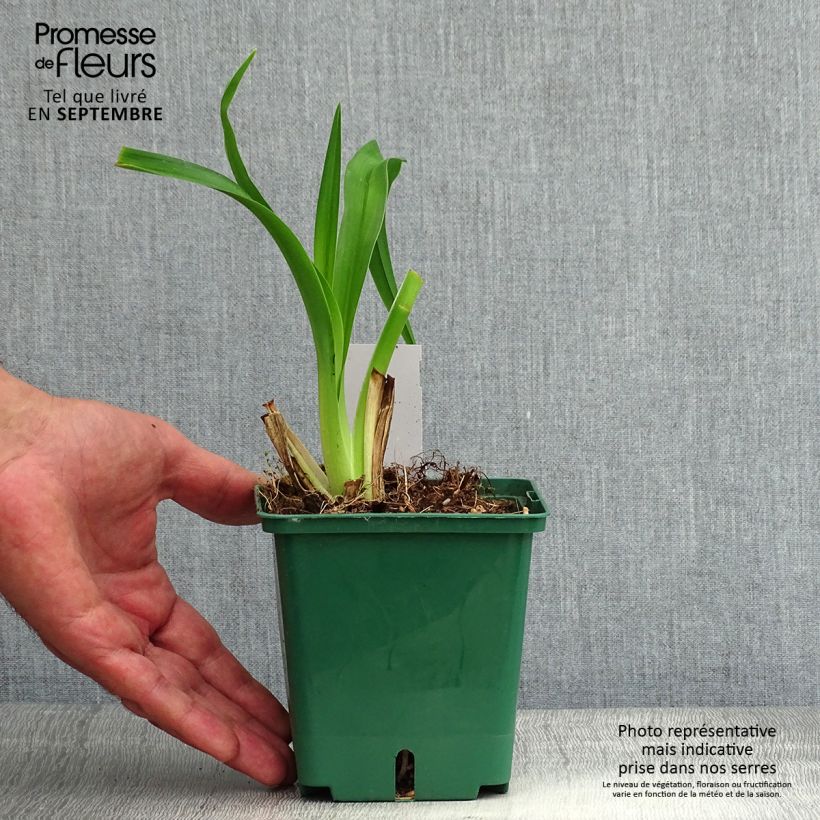 Exemplaar van Hemerocallis Daring Dilemma - Daglelie Pot van 1 l/1,5 l zoals geleverd in de zomer
