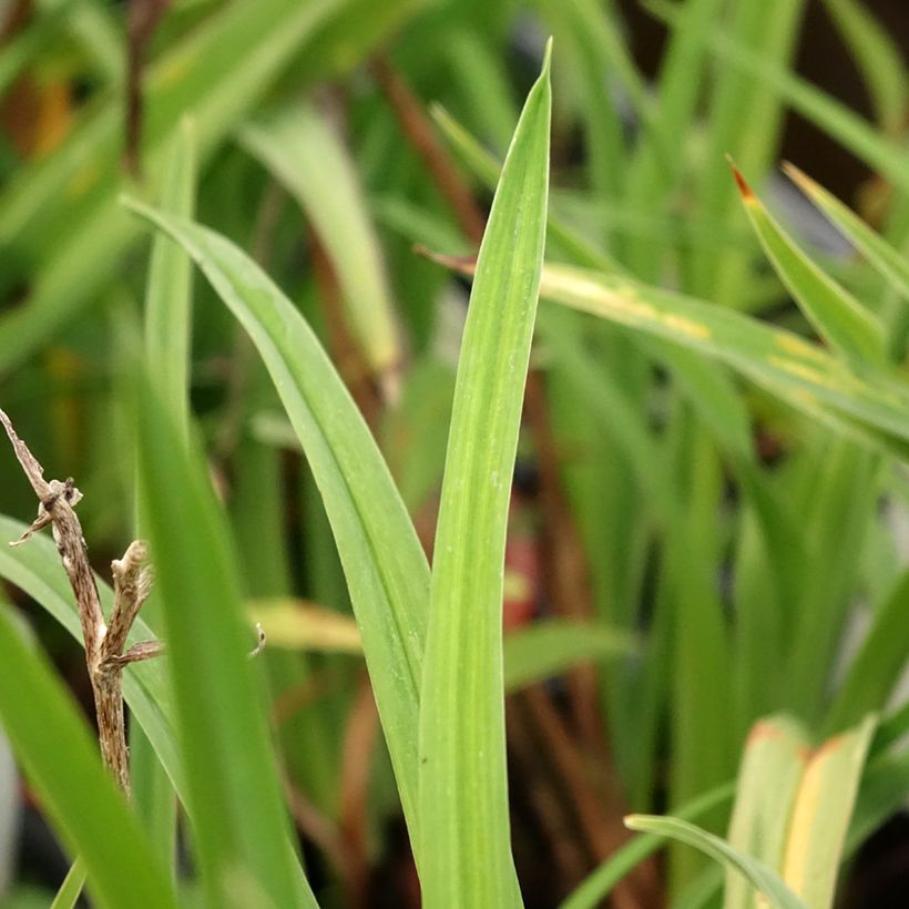 Hemerocallis Double Dream - Daglelie (Blad)