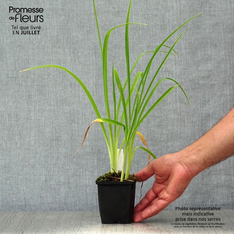 Exemplaar van Hemerocallis Double River Wye - Daglelie Kweekpotje van 8/9 cm zoals geleverd in de zomer