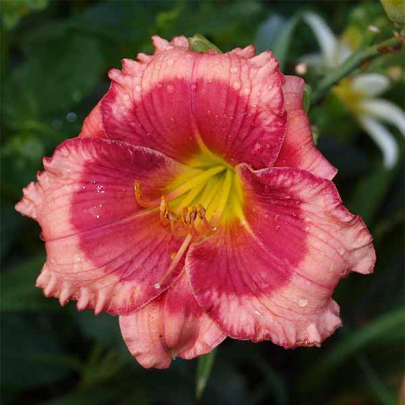 Hemerocallis Dragons Eye - Daglelie (Bloei)