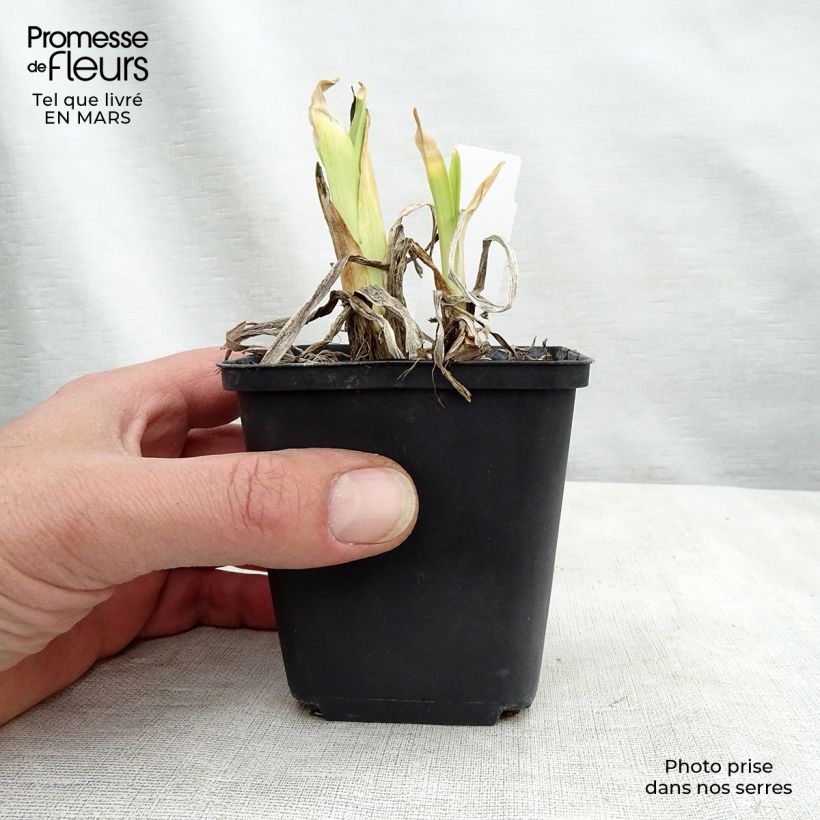 Exemplaar van Hemerocallis Dragons Eye - Daglelie Pot van 1 l/1,5 l zoals geleverd in de lente