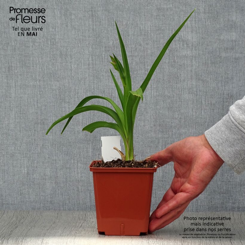 Exemplaar van Hemerocallis Dream Legacy - Daglelie Pot van 1 l/1,5 l zoals geleverd in de lente