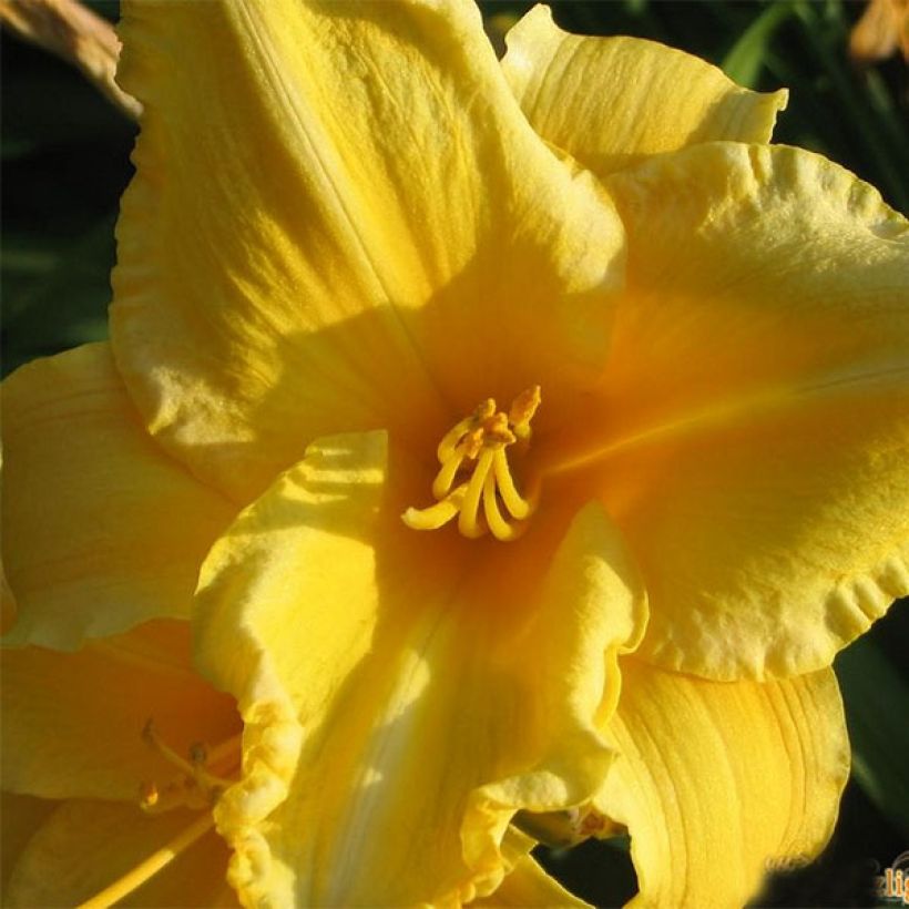 Hemerocallis Ed Kirchhoff - Daglelie (Bloei)